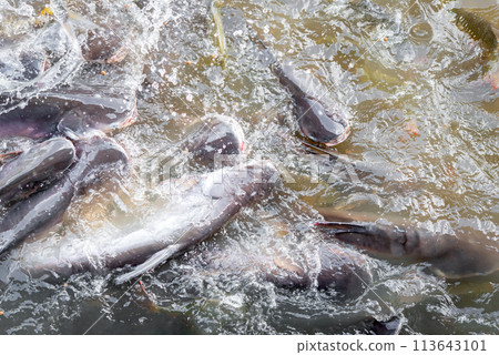 Crowd of freshwater fish scramble food in river Crowd of freshwater fish scramble food in river 113643101