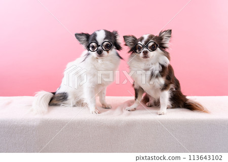 Two sitting chihuahuas wearing glasses Two sitting chihuahuas wearing glasses 113643102