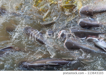 Crowd of freshwater fish scramble food in river Crowd of freshwater fish scramble food in river 113643103