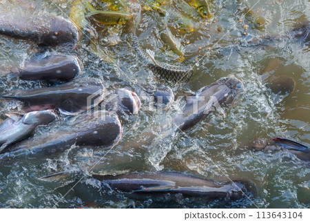 Crowd of freshwater fish scramble food in river Crowd of freshwater fish scramble food in river 113643104