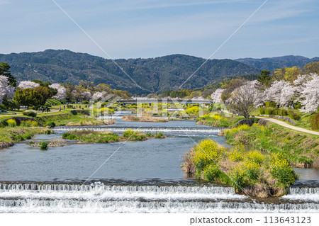 Spring scenery of the Kamo River seen from Aoi Bridge Spring scenery of the Kamo River seen from Aoi Bridge 113643123