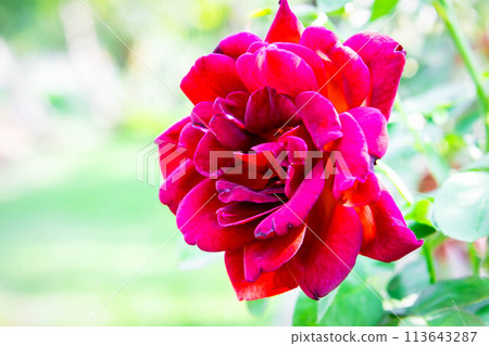 Rose flower red color in garden Valentine's Day Rose flower red color in garden Valentine's Day 113643287
