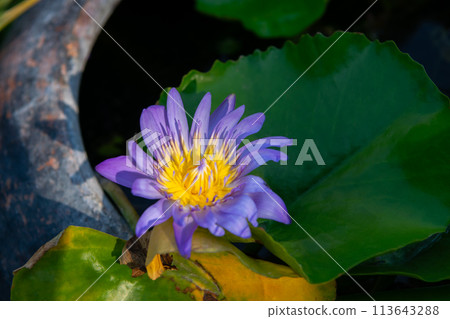Lotus flower (Tropical water-lily) Lotus flower (Tropical water-lily) 113643288