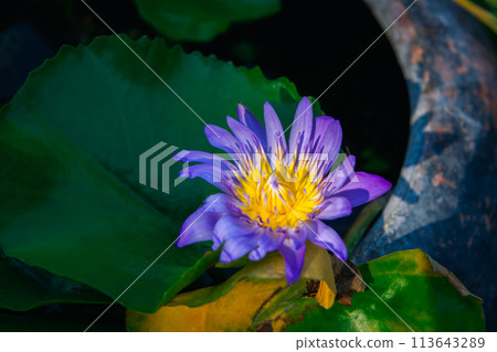 Lotus flower (Tropical water-lily) 113643289