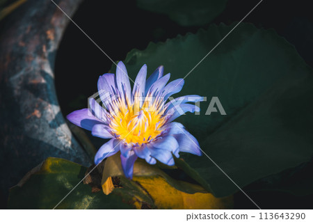 Lotus flower (Tropical water-lily) Lotus flower (Tropical water-lily) 113643290
