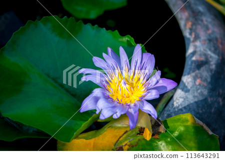 Lotus flower (Tropical water-lily) 113643291