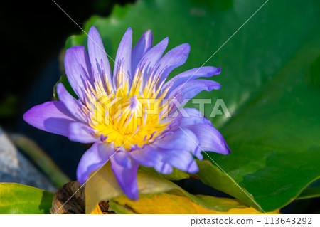 Lotus flower (Tropical water-lily) Lotus flower (Tropical water-lily) 113643292