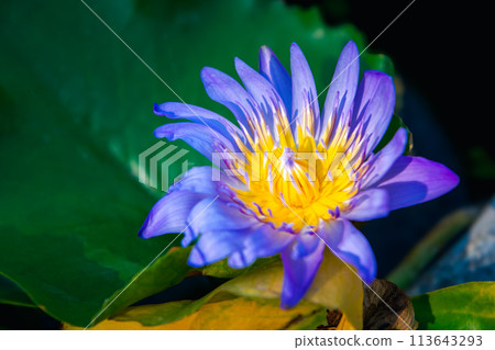 Lotus flower (Tropical water-lily) Lotus flower (Tropical water-lily) 113643293