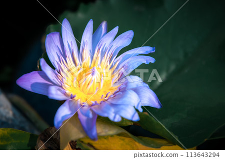 Lotus flower (Tropical water-lily) Lotus flower (Tropical water-lily) 113643294