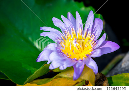 Lotus flower (Tropical water-lily) Lotus flower (Tropical water-lily) 113643295