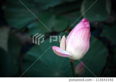 Lotus flower (Lotus or Nelumbo) Lotus flower (Lotus or Nelumbo) 113643348