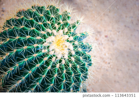 Cactus and Cactus flowers popular for decorative Cactus and Cactus flowers popular for decorative 113643351