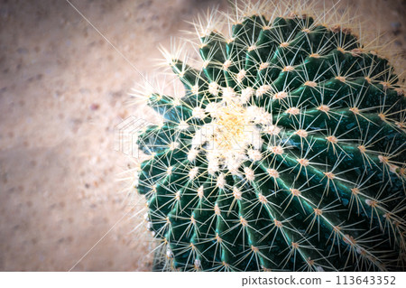 Cactus and Cactus flowers popular for decorative Cactus and Cactus flowers popular for decorative 113643352