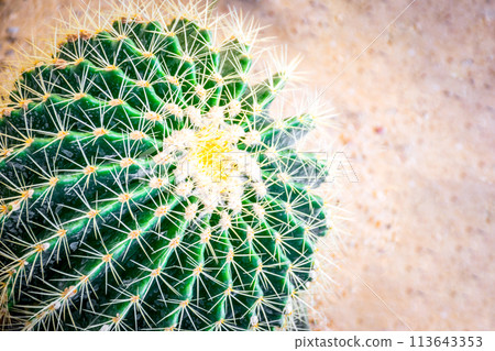 Cactus and Cactus flowers popular for decorative Cactus and Cactus flowers popular for decorative 113643353
