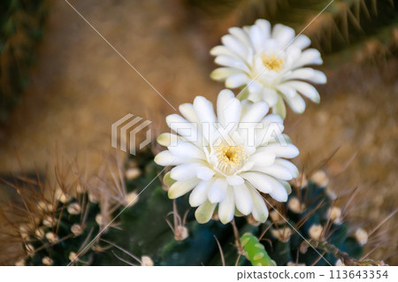Cactus and Cactus flowers popular for decorative Cactus and Cactus flowers popular for decorative 113643354