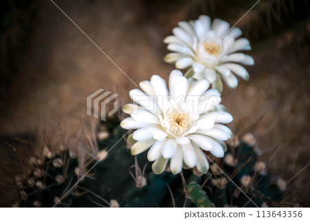 Cactus and Cactus flowers popular for decorative Cactus and Cactus flowers popular for decorative 113643356