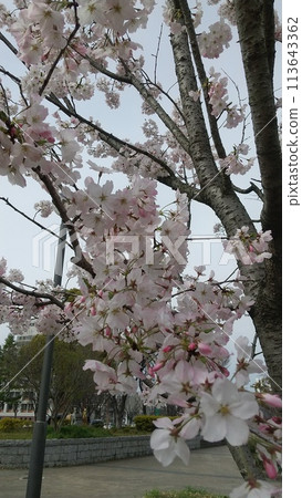 Kayoko Sakura, Kokurakita Ward 113643362
