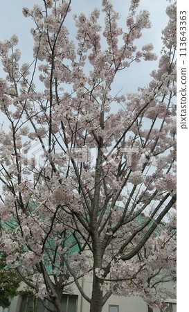 Kayoko Sakura, Kokurakita Ward 113643363