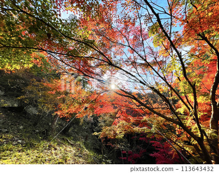 秋天的風景，楓葉變色 113643432