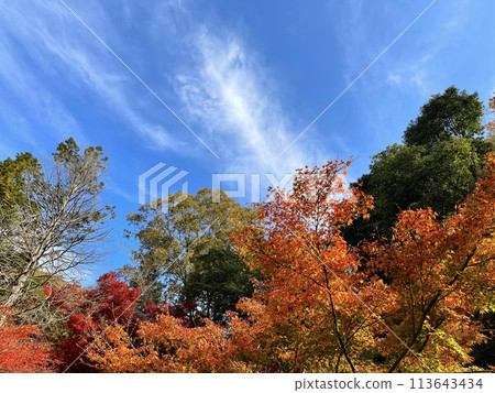 秋天的風景，楓葉變色 113643434