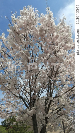 森鷗外舞姬 小倉北區 佐倉 113643545