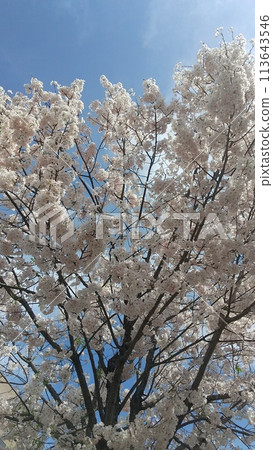 森鷗外舞姬 小倉北區 佐倉 113643546