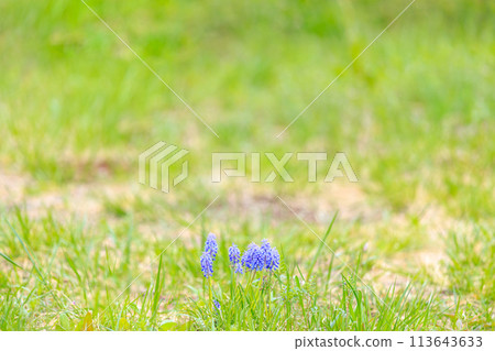 Muscari growing wild in the lawn 113643633