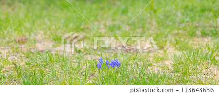 Muscari growing wild in the lawn 113643636