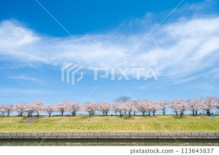 “東京”荒川赤羽櫻月 一排櫻花樹在綠地中 “東京”荒川赤羽櫻月 一排櫻花樹在綠地中 113643837
