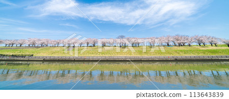 "Tokyo" Arakawa Akabane Sakuratsutsumi A row of cherry blossom trees in the green area 113643839