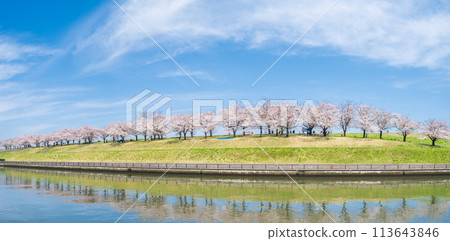 "Tokyo" Arakawa Akabane Sakuratsutsumi A row of cherry blossom trees in the green area "Tokyo" Arakawa Akabane Sakuratsutsumi A row of cherry blossom trees in the green area 113643846