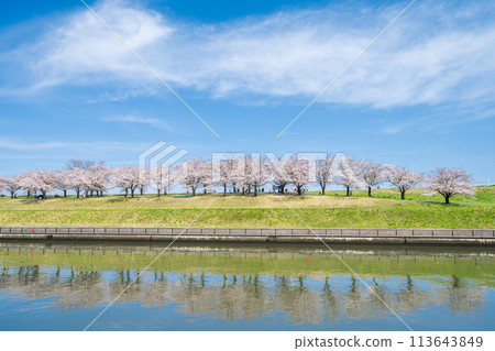 "Tokyo" Arakawa Akabane Sakuratsutsumi A row of cherry blossom trees in the green area 113643849