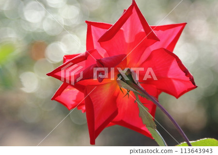Arao City Ominous Citizen Flower Bed Rose Flower, Arao City Ominous Citizen Flower Bed Rose Flower, 113643943