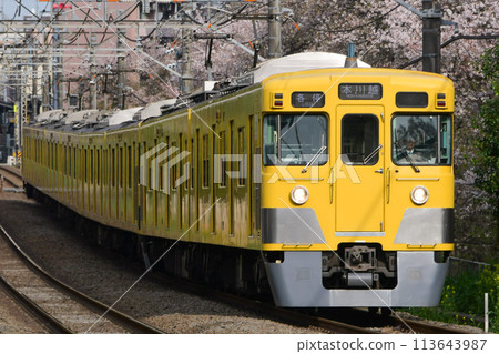 Seibu 2000 series 2417F + new 2000 series 2047F running with blooming cherry blossoms in the background on the Seibu Shinjuku Line 113643987