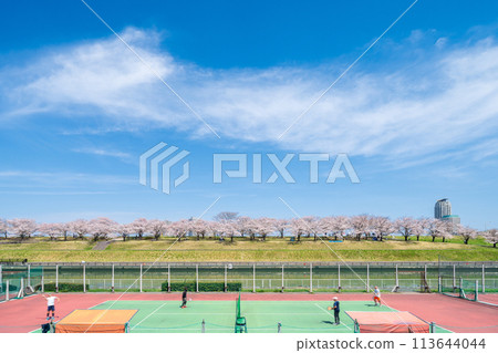 「東京」荒川赤羽櫻花堤綠地的櫻花樹和網球場 113644044