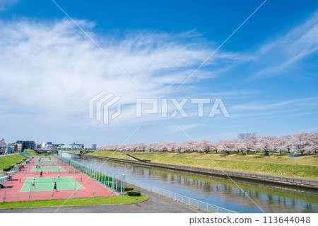 "Tokyo" Cherry blossom trees and tennis courts at Akabane Sakura Tsutsumi Park on the Arakawa River 113644048