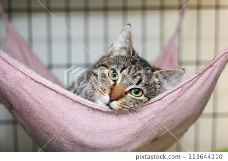A Domestic shorthaired cat relaxing in a pink hammock, gazing at the camera 113644110