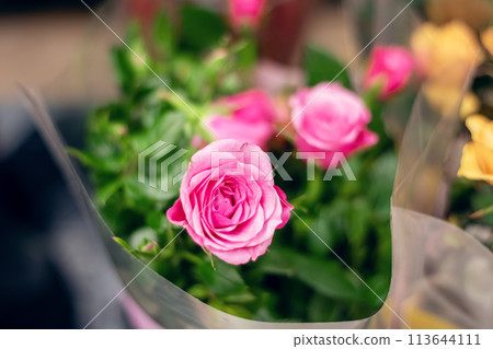 Close up of a pink hybrid tea rose in a pot by the window 113644111