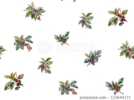 Coffee tree. Branch with leaves and berries.  113644171