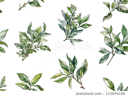 Branch with leaves of green tea. Branch with leaves of green tea. 113644189