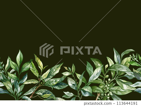 Branch with leaves of green tea. 113644191