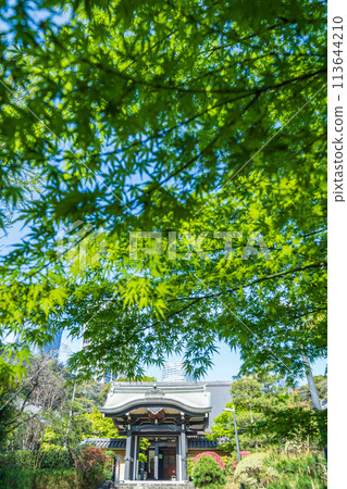 "Tokyo" Seishoji Temple, Minato Ward, surrounded by fresh greenery "Tokyo" Seishoji Temple, Minato Ward, surrounded by fresh greenery 113644210