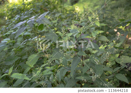 生長在陰涼處的水草[野花/雜草] 113644218
