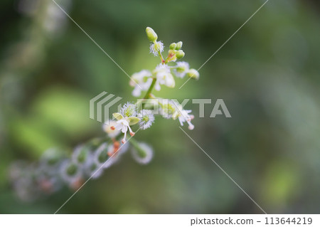 Water hyacinth flower / heart-shaped two-petal flower [wild grass, weed] macro 113644219