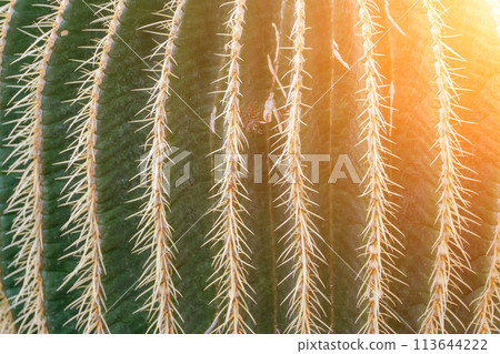thorn cactus texture background. Golden barrel cactus, golden ball or mother-in-law's cushion Echinocactus grusonii is a species of barrel cactus which is endemic to east-central Mexico thorn cactus texture background. Golden barrel cactus, golden ball or mother-in-law's cushion Echinocactus grusonii is a species of barrel cactus which is endemic to east-central Mexico 113644222
