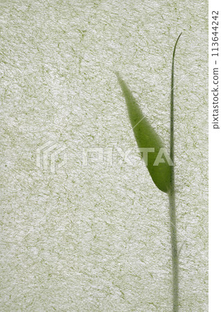 日本紙和幼竹的合作（背景資料） 113644242