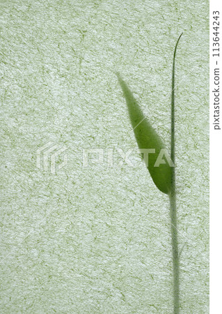 A collaboration of Japanese paper and young bamboo (background material) A collaboration of Japanese paper and young bamboo (background material) 113644243