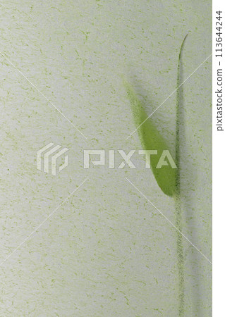 A collaboration of Japanese paper and young bamboo (background material) 113644244