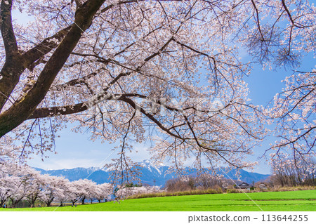 [Yamanashi Prefecture] Turnip cherry blossom trees and Mount Kaikoma 113644255