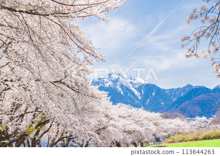 [山梨縣] 蘿蔔櫻花樹和凱駒嶽山 113644263